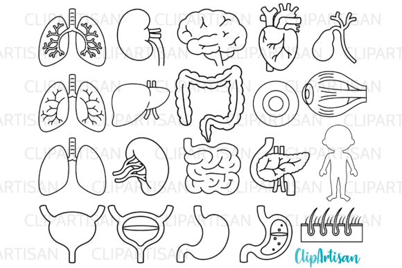 Download Human Body Organs Clipart Digital Stamps - Digital Collection