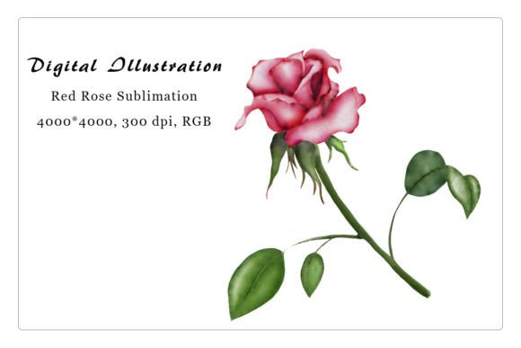 Download Digital Illustration Red Rose, Png - Digital Collection